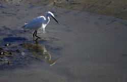 Little Egret On The Mudflats Royalty Free Stock Photography Little Egret On The Mudflats Royalty Free Stock Photography
