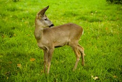 Little deer on a meadow with green grass royalty free stock photo Little deer on a meadow with green grass royalty free stock photo