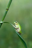 Little frog Hyla arborea sits on a blade of grass by the lake a summer morning royalty free stock images Little frog Hyla arborea sits on a blade of grass by the lake a summer morning royalty free stock images