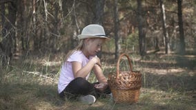 Little girl gather mushrooms in the forest on a sunny day. Mushrooms picking, season for mushrooms. Lovely girl with stock video footage Little girl gather mushrooms in the forest on a sunny day. Mushrooms picking, season for mushrooms. Lovely girl with stock video footage