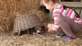 Little girl play with puppy