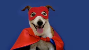 Little jack russell wearing a red mask for carnival party