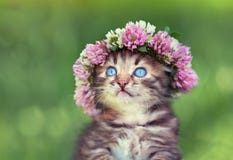 Little kitten with a chaplet of clover stock images Little kitten with a chaplet of clover stock images
