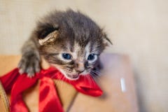Little kitten in a gift package. Kitten is a great birthday pres royalty free stock image Little kitten in a gift package. Kitten is a great birthday pres royalty free stock image