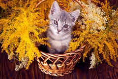 Little kitten sitting in the basket with flowers Royalty Free Stock Photo Little kitten sitting in the basket with flowers Royalty Free Stock Photo