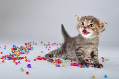 Little kitten with small metal jingle bells beads Stock Photos Little kitten with small metal jingle bells beads Stock Photos