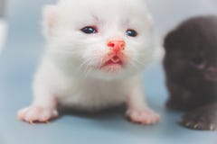 Little kittens on gray background stock images Little kittens on gray background stock images