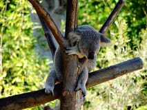 Sleeping cute koala on a tree stock photo Sleeping cute koala on a tree stock photo