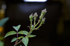 A little ladybug larvae covering the branches. stock image A little ladybug larvae covering the branches. stock image