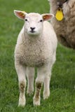 Little Lamb Looking At You Royalty Free Stock Image