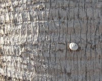 Little lonely snail on a palm tree. stock photo Little lonely snail on a palm tree. stock photo