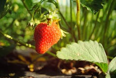 Mature strawberry in Grandma`s garden stock photo Mature strawberry in Grandma`s garden stock photo
