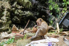 Little monkey eating coconut in the hindu temple, India stock image Little monkey eating coconut in the hindu temple, India stock image