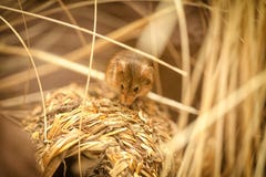 Little mouse royalty free stock photo Little mouse royalty free stock photo