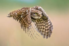 Little Owl flying on blurred background close up