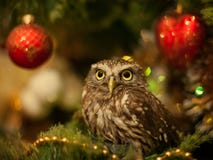 The little owl sitting on a Christmas tree near Christmas toys Royalty Free Stock Images The little owl sitting on a Christmas tree near Christmas toys Royalty Free Stock Images