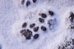 cat paw print snow nope cat paw print snow nope