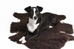 Serious little pet dog against white background Royalty Free Stock Images Serious little pet dog against white background Royalty Free Stock Images