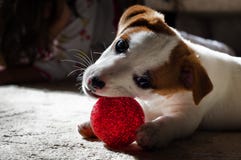 Little Pet Dog With Its Toy Royalty Free Stock Photos