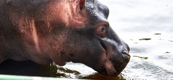 Little hippopotamus in his pond stock images Little hippopotamus in his pond stock images