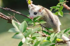 Little platinum mosaic sugar-glider Stock Photos Little platinum mosaic sugar-glider Stock Photos