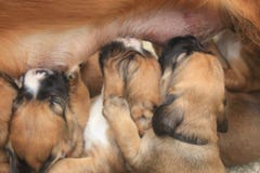 Little puppies nursing royalty free stock photography Little puppies nursing royalty free stock photography
