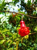 Pomegranate flower royalty free stock image Pomegranate flower royalty free stock image
