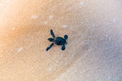 Little Sea Turtle On The Beach Royalty Free Stock Images