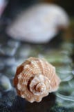 Little seashell on a colourful backdrop stock images Little seashell on a colourful backdrop stock images