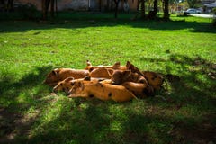 Little spotted piglets lie on the grass on a Sunny day royalty free stock photography Little spotted piglets lie on the grass on a Sunny day royalty free stock photography