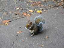 A little squirrel holding and eating a nut in the park royalty free stock photos A little squirrel holding and eating a nut in the park royalty free stock photos