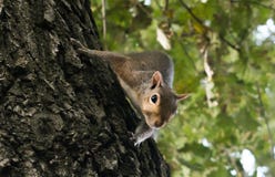 Little squirrel playing in the park stock photo Little squirrel playing in the park stock photo