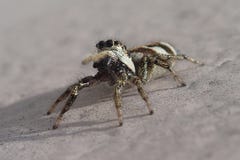 Little striped jumping spider on a metal wall royalty free stock images Little striped jumping spider on a metal wall royalty free stock images