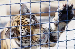 A tiger plays with an ostrich feather in a zoo royalty free stock photo A tiger plays with an ostrich feather in a zoo royalty free stock photo