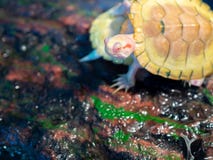 Little turtle stock images Little turtle stock images