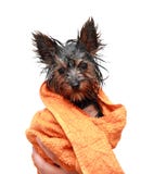 Little Wet Yorkshire Terrier Stock Photography Little Wet Yorkshire Terrier Stock Photography