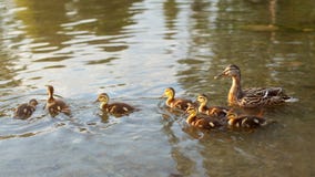 Little wild ducklings swimming on pond with mother duck in background, during evening sunset light. royalty free stock images Little wild ducklings swimming on pond with mother duck in background, during evening sunset light. royalty free stock images