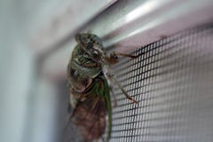 Live Cicada op het Schermdeur stock afbeelding Live Cicada op het Schermdeur stock afbeelding
