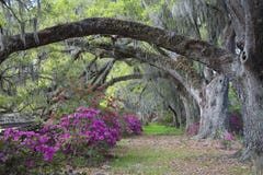 Live Oaks and colorful azalea royalty free stock photography Live Oaks and colorful azalea royalty free stock photography