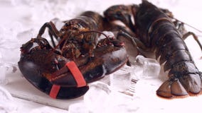 Livehummer bewegt seinen Greifer Livehummer bewegt seinen Greifer