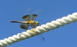 Livello di volo della libellula su una corda fotografie stock libere da diritti Livello di volo della libellula su una corda fotografie stock libere da diritti
