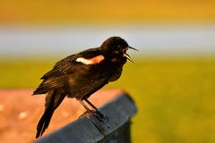 A lively Red-winged blackbird singing from early morning to communicate with his fellows. royalty free stock photo A lively Red-winged blackbird singing from early morning to communicate with his fellows. royalty free stock photo