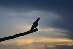 Living in peace - Bird stock photo Living in peace - Bird stock photo