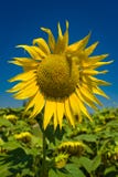 Livlig enkel solrosuppsättning mot djupblå sommarhimmel royaltyfri bild Livlig enkel solrosuppsättning mot djupblå sommarhimmel royaltyfri bild