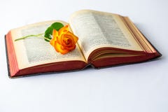Livro velho com páginas e a Rosa abertas imagem de stock Livro velho com páginas e a Rosa abertas imagem de stock