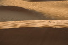 Lizard in the desert on the yellow sand stock photos Lizard in the desert on the yellow sand stock photos