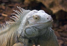 Lizard Claws stock photo. Image of marine, scary, dangerous - 6073806