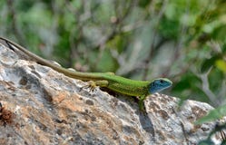 Lizard Lacerta Viridis Royalty Free Stock Photography Lizard Lacerta Viridis Royalty Free Stock Photography