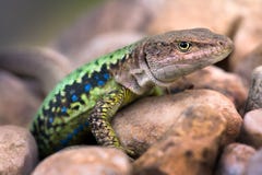 Lizard On The Rocks. Royalty Free Stock Photography