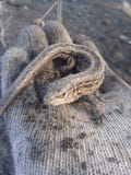 The lizard sits on the arm royalty free stock image The lizard sits on the arm royalty free stock image